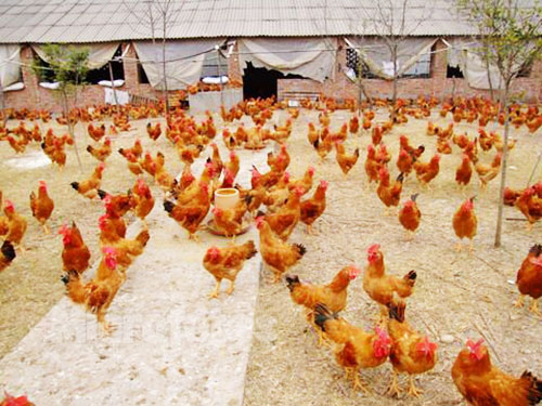 鸡场养殖